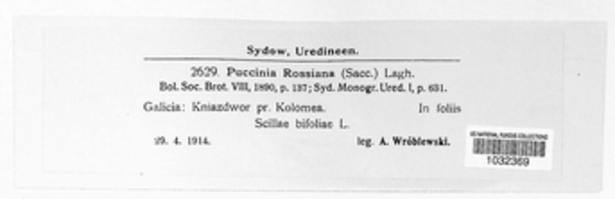 Puccinia rossiana image